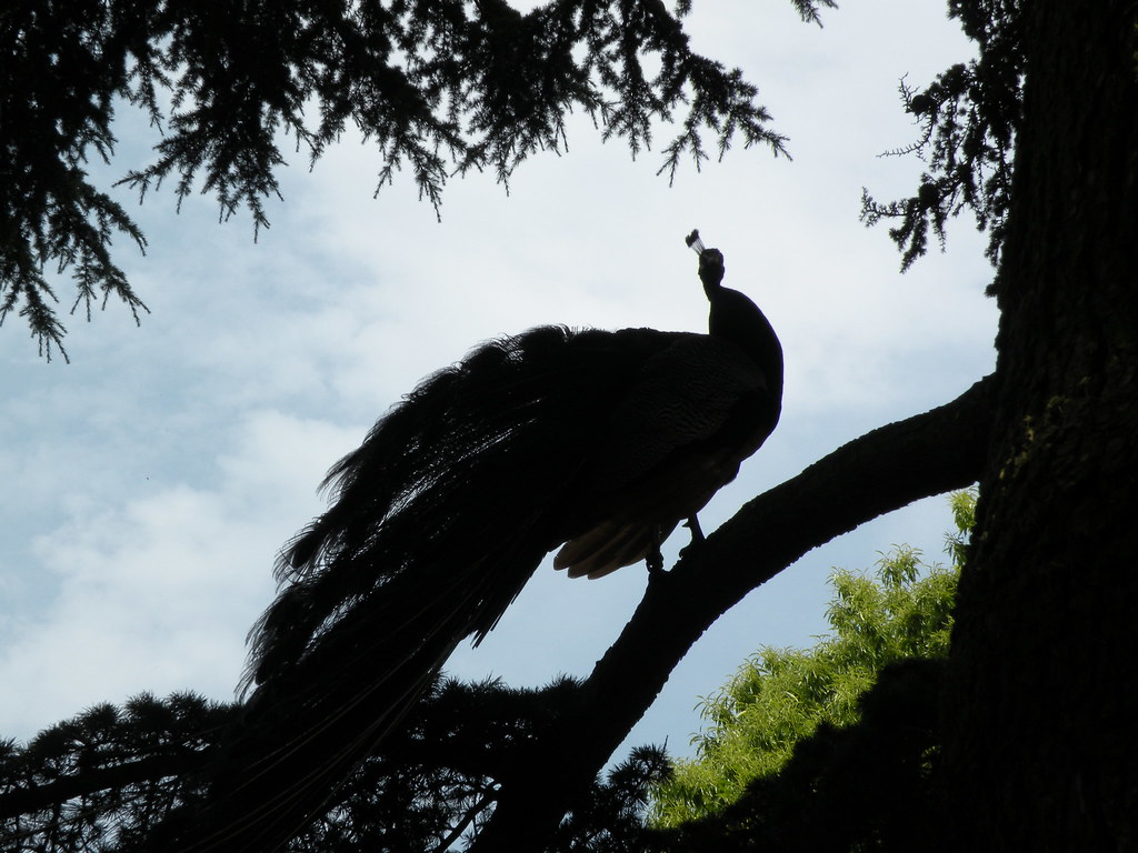 bird